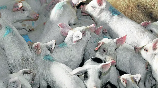 Granja de cerdos en Orrios que ha realizado obras para adecuarla a la directiva de bienestar animal. Foto Antonio Garcia/Bykofoto. 06-11-13