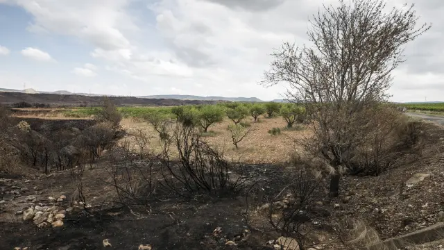 Varios de los árboles afectados por el incendio, junto a las vides dañadas por la granizada