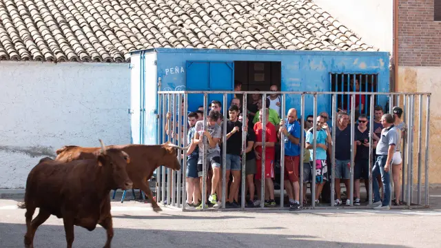 Una de las vacas embiste la barrera en la que se protegían los vecinos en el último encierro de Torres de Berrellén.