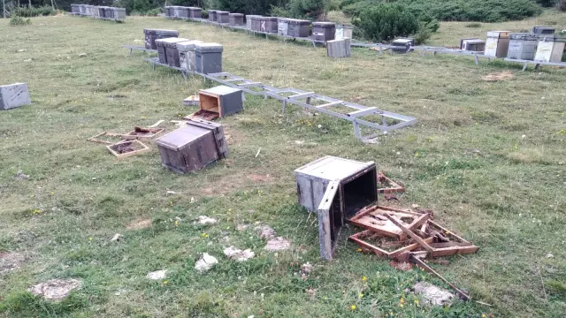 Colmenas de abejas destrozadas por el oso Goiat hace dos días cerca de Plan