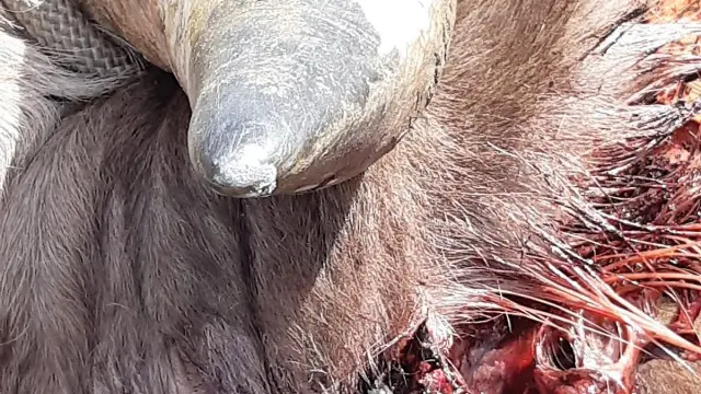 Detalle de la mordedura sufrida por el toro en la cabeza.