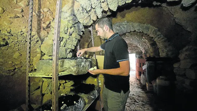El joven Álvaro Alcalá, en el interior de una de las cuevas de Torrijo donde cultiva los champiñones.