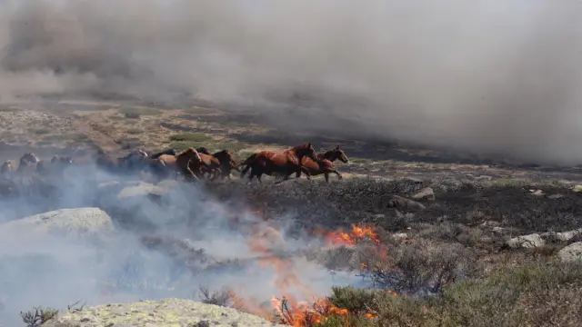 Los caballos que corrían asustados por el fuego declarado.
