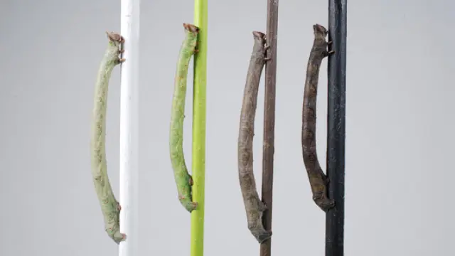 Las larvas de la polilla moteada cambian de color según la rama en la que estén
