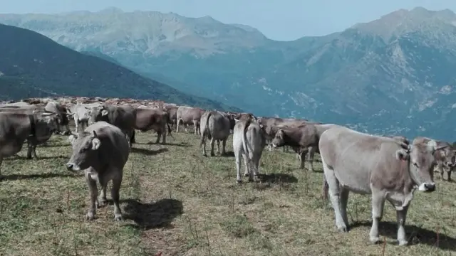 En Aragón la ganadería aporta alrededor del 3% del producto interior bruto aragonés.
