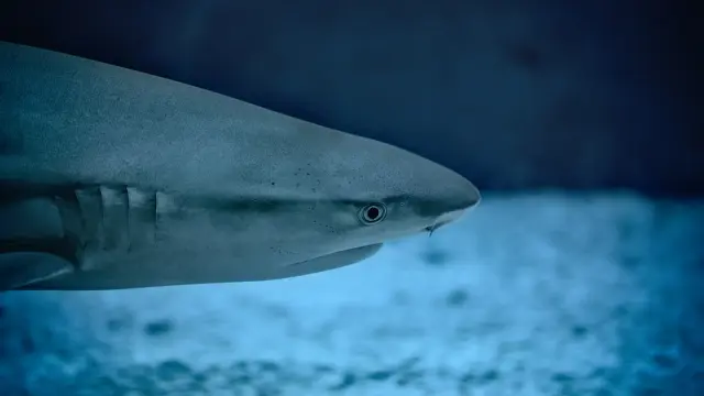 Foto de archivo de un tiburón