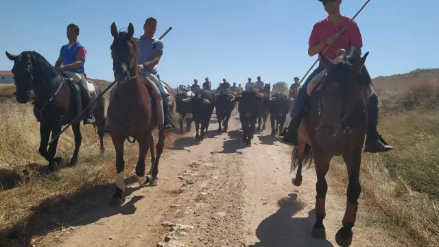 Caballistas y toros se dirigen hacia Grisel a través de campos.