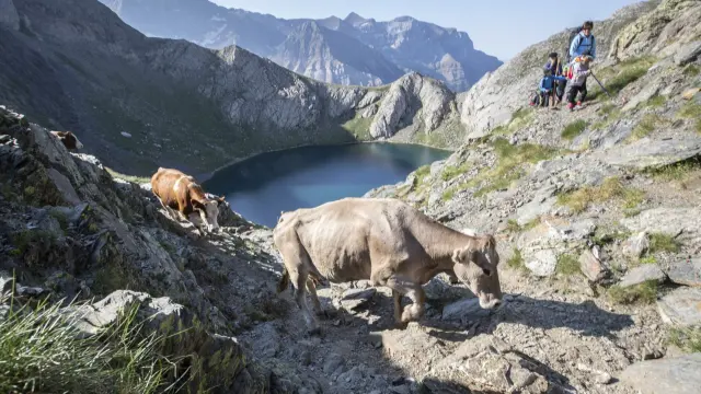 El ganado atraviesa los espectaculares paisajes del entorno de Bernatuara.