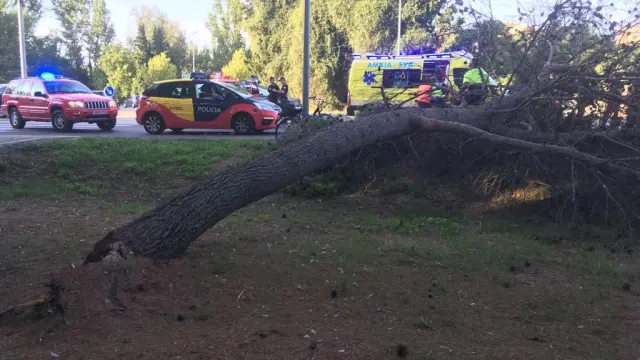 Imágenes del rescate del hombre atrapado bajo el árbol.
