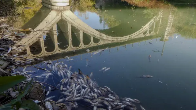 Un episodio de mortandad de peces en el Cinca en 2017.