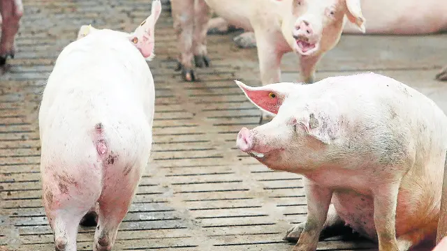 Granja de cerdos de Portesa en Singra/13-02-19/foto:Javier Escriche [[[FOTOGRAFOS]]]