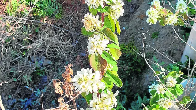 Cultivos de guillomo en plena floración en los ensayos aragoneses.