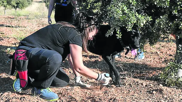 Trinidad Usón, junto a su perra Zarzamora, buscando trufas en sus plantaciones.
