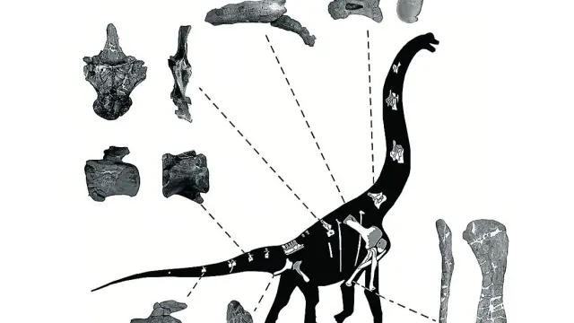 Las piezas del Galvesaurus herreroi