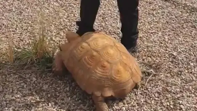 Una tortuga de 25 kilos pasea por una rotonda de Ciudad Real