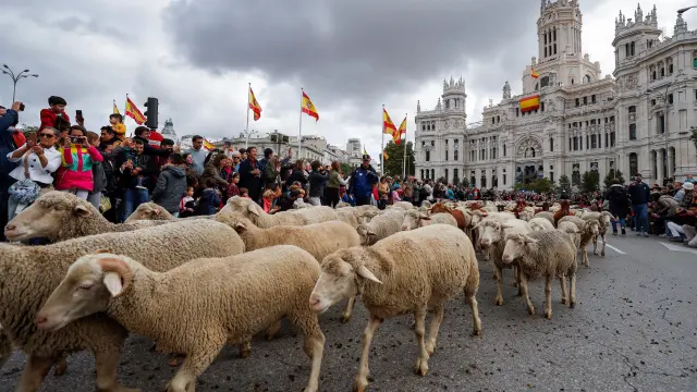 Miles de ovejas toman el centro de Madrid en la Fiesta de la Trashumancia.