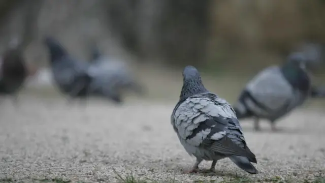 La plaga de palomas es un problema común a muchas localidades