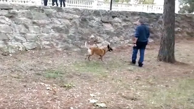 La Guardia Civil empleó un perro para detectar restos de sustancias en el parque de La Pinada