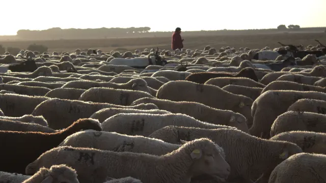 Los pastores y el rebaño, que han partido de la localidad turolense de Villarquemado, caminará hasta los apetecibles pastos de Vilches, en la provincia andaluza de Jaén.
