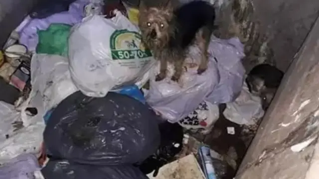 Uno de los once perros rescatados con vida en en contenedores soterrados en Alicante