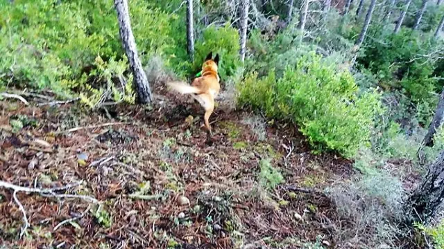 Uno de los perros de las unidades caninas de Bomberos que participan en la búsqueda.