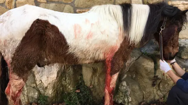 El caballo quedó malherido a raíz del ataque de los perros de caza, pero ha sobrevivido.