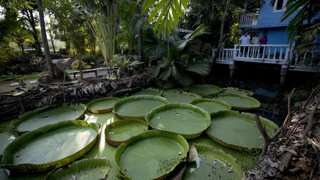 Plantas acuáticas en el parque Suan Malai, en las afueras de Bangkok, Tailandia.
