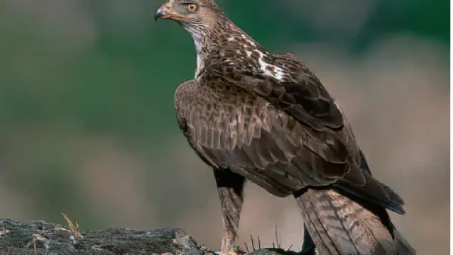 El águila-azor perdiguera es una de las especies más amenazadas de Aragón.