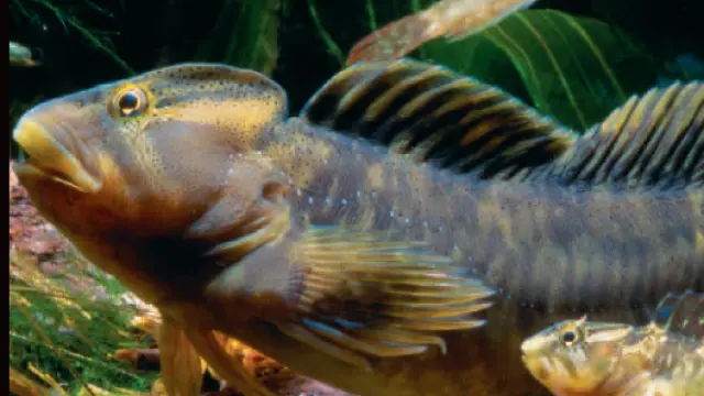El pez fraile es una de las especies más amenazadas de Aragón.