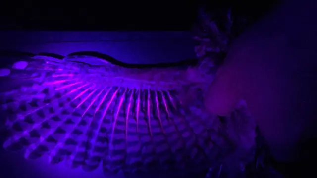 Muestra de las manchas fluorescentes del chotacabras cuellirrojo.