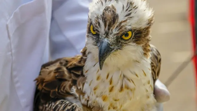 Muere el águila que llegó a Kenia tras volar 7.000 kilómetros desde Finlandia