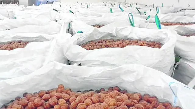 Nueces preparadas para su comercialización de Finca Valonga, una empresa agroalimentaria situada en Belver del Cinca.