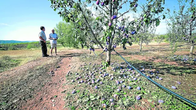 La explotación de frutales dañada el año pasado por el granizo en la Comarca de Calatayud.