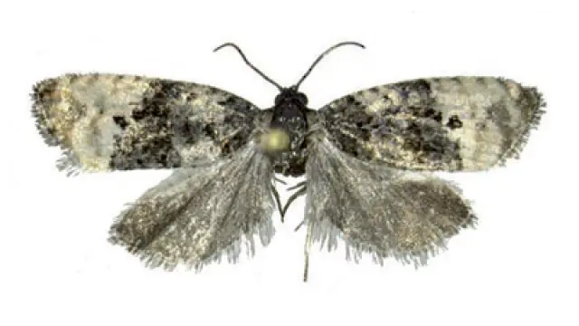 Ejemplar adulto de la mariposa 'Metendothenia atropunctana'