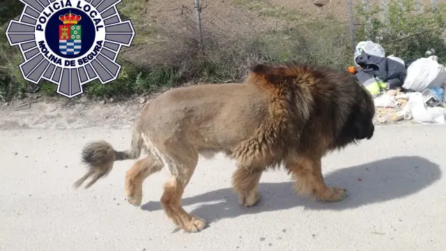 El perro con apariencia de león de Molina de Segura.