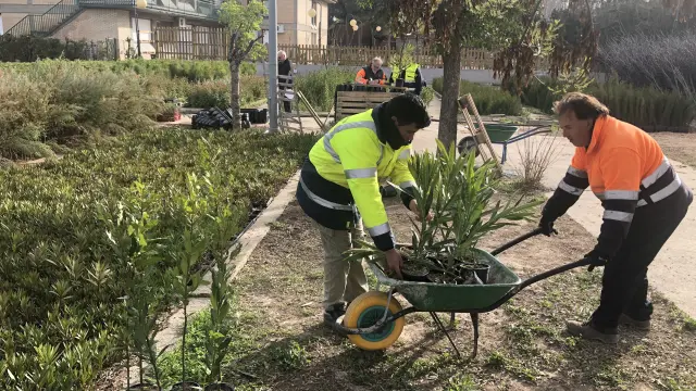 La Diputación de Zaragoza reparte más de 36.000 plantas a 156 municipios de la provincia para decorar sus zonas verdes