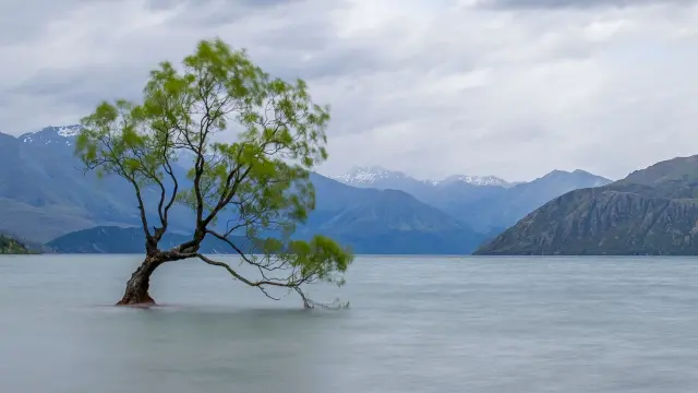 Wanaka Tree, el árbol más famoso de Nueva Zelanda.