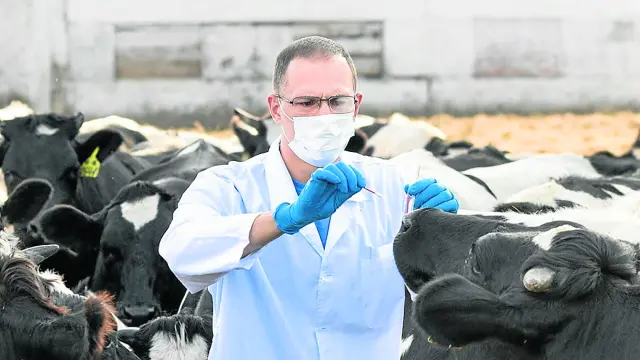 Unos veterinarios realizan su trabajo de análisis y control a los animales en una explotación de vacuno.