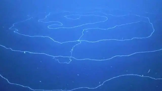 El animal más largo jamás registrado, filmado en el fondo del Índico
