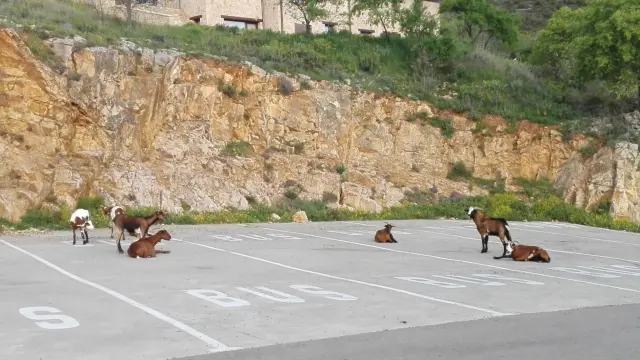 Unas cabras ocupan el parquin de Alquézar.