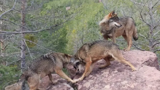 Los tres lobos del parque, mejoran su adaptación al no haber visitantes.