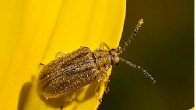 el escarabajo de la hoja 'Ophraella communa'