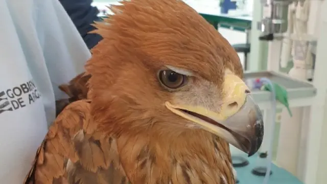Un águila del Centro de Recuperación de Fauna Silvestre de La Alfranca (CRFSA).