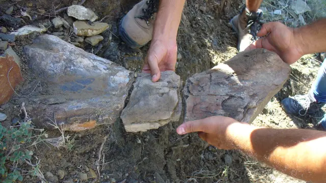Fósil de dinosaurio descubierto en Gúdar-Javalambre por la Fundación Conjunto Paleontológico.
