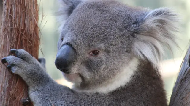 Las huellas digitales de los koalas son virtualmente indistinguibles de las de los seres humanos