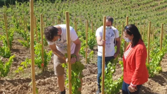 Estrategia de promoción 'Aragón, tierra de vino y talento' se pone en marcha
