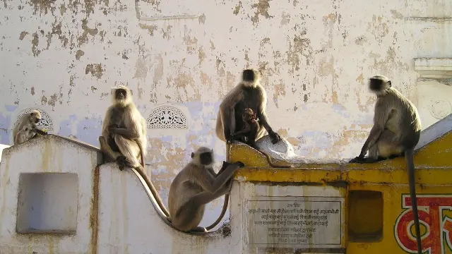 Foto de archivo de monos en la India