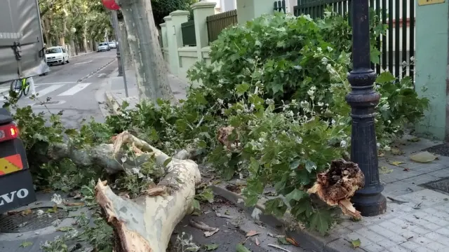 El árbol cayó sobre la acera de la calle de Parque, por donde caminaba una mujer.