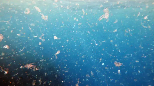 El 60 % de las anchoas del Mediterráneo tienen microplásticos