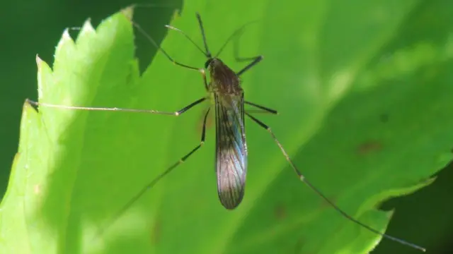 El mosquito Culex pipiens, principal vector del virus del Nilo Occidental junto al Culex perexiguus.